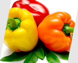 Capsicum annuum