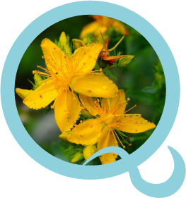 St. John’s Wort