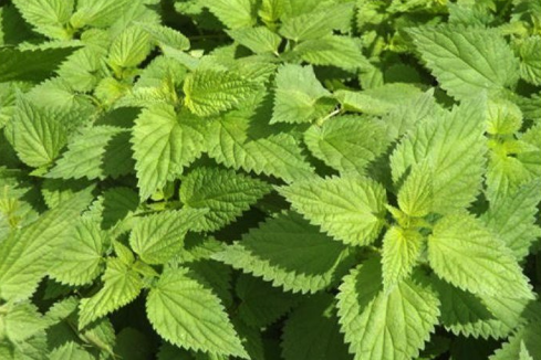 Stinging Nettle | Nuvectra Medical