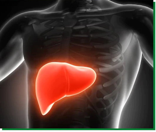 Liv-Great Liver Formula Ingredients