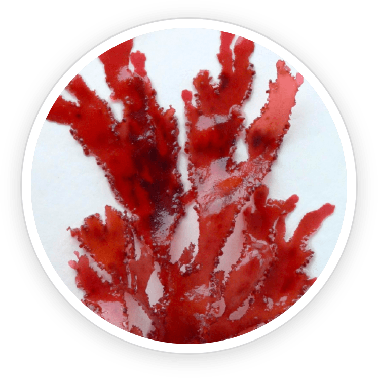 Astaxanthin