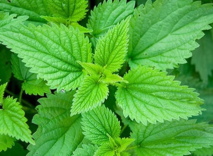 Stinging Nettle