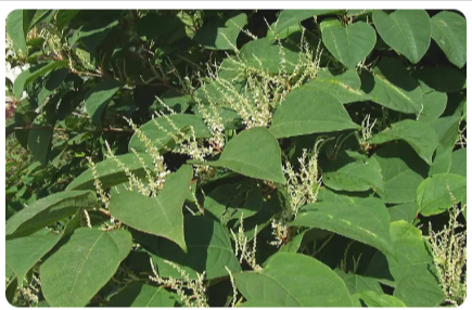 Hypoburn-Resveratrol