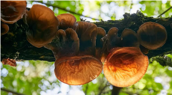 Auricularia Auricula