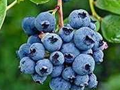 Blueberry Extract