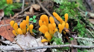 Cordyceps Sinensis