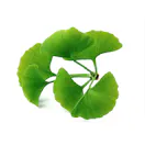 Gingko Biloba Leaf Extract