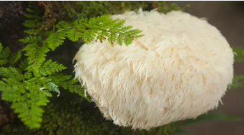 Hericium Erinaceus