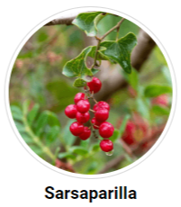 Sarsaparilla