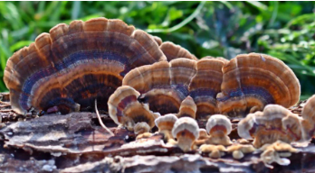 The Turkey Tail