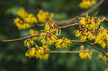 Witch Hazel