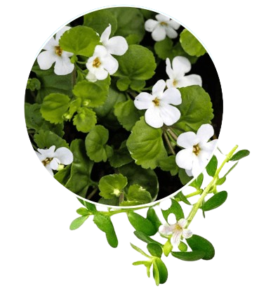 Bacopa_Monnieri-removebg-preview