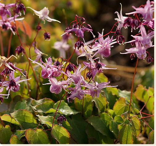 Epimedium