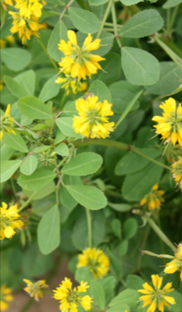 Fenugreek Powder