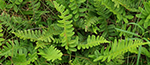 Polypodium Vulgare