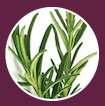 Rosemary Oil