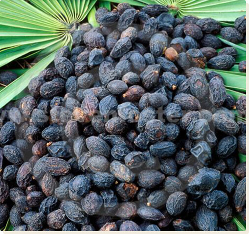 Saw Palmetto Berries