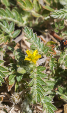 Tribulus Terrestris