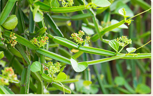 Winged Treebine