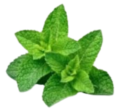 Peppermint Leaf Extract