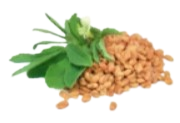 Fenugreek Seed Extract