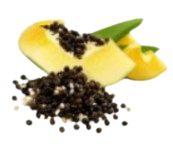 Papain from Papaya Fruit Extract