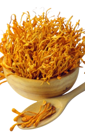 Cordyceps Powder