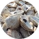 Oyster Shell