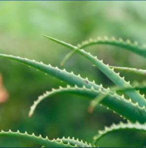 Aloe Ferox Powder Alion