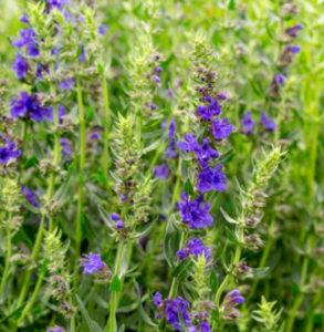 Hyssop Leaf