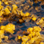 Bladderwrack