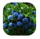 Juniper Berry