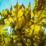 Kelp