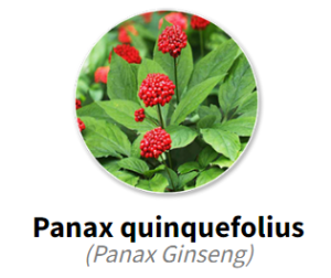 Panax quinquefolius