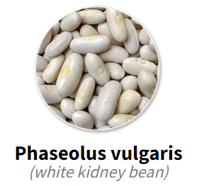 Phaseolus vulgaris