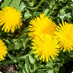 Taraxacum