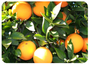 Citrus Flavonoids