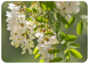 Sophora Japonica