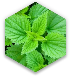 nettle