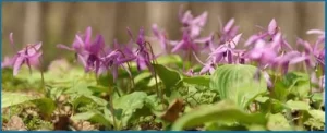 Corydalis-Yanhusuo-Plant1)