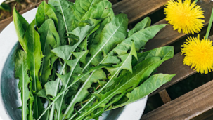 European Dandelion leaves