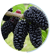 Morus spp. (Mulberry)