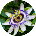 Passion Flower Powder