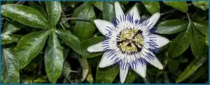 Passionflower1