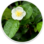 camellia-sinensis (2)