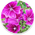 mallow-flower (2)