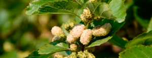 Leaf-Extract-White-Mulberry