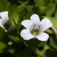 bacopa