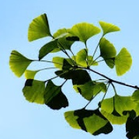 ginkgo