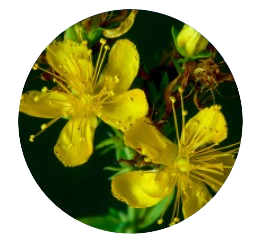 St. John’s Wort Extract